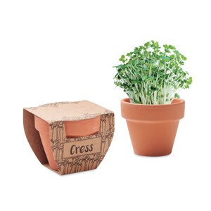 CRESS POT Terrakottaruukussa krassin siem - GiftRetail MO2219