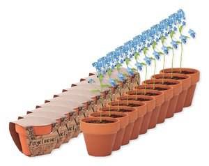 Paketti 10 kpl GiftRetail MO6146 - FORGET ME NOT Terracotta ruukku